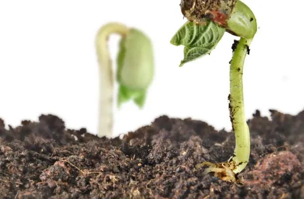 Guía completa: ¿qué es el suelo y cómo se forma?