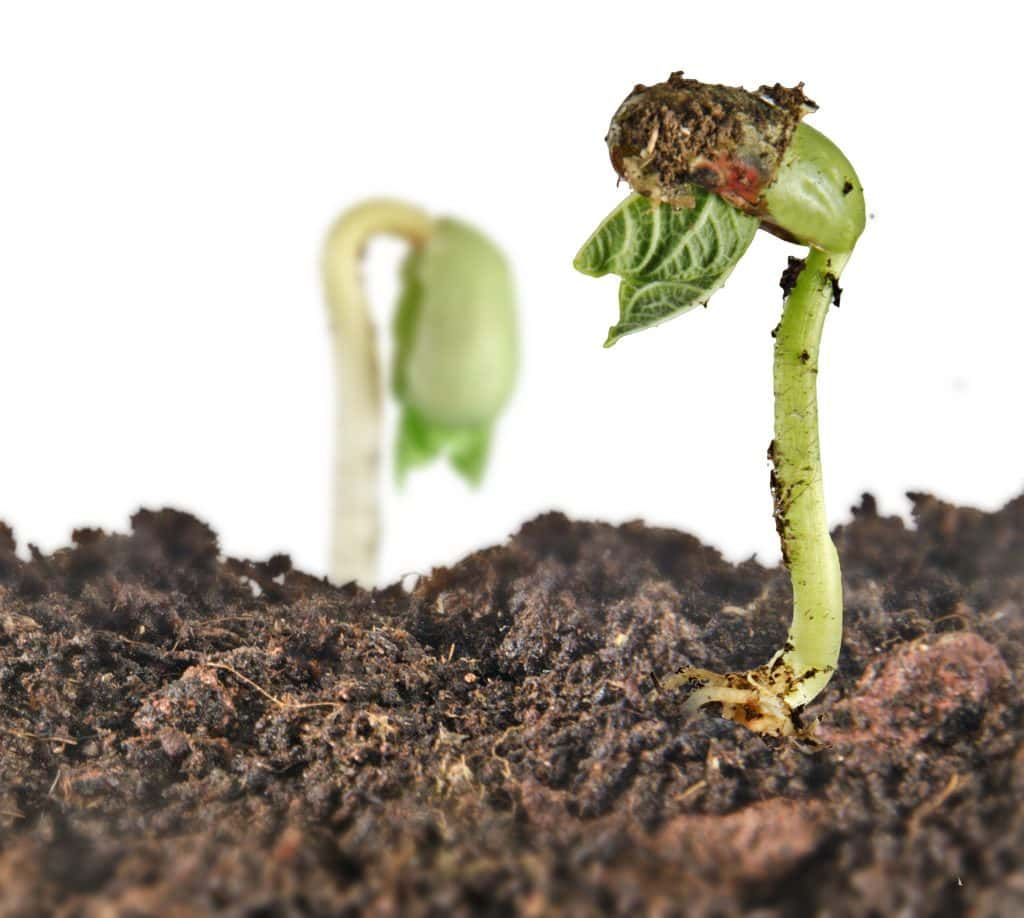 Guia completo: o que é o solo e como ele se forma? 