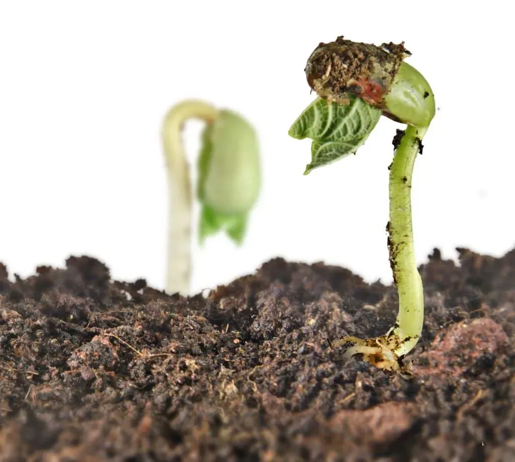 Guía completa: ¿qué es el suelo y cómo se forma?